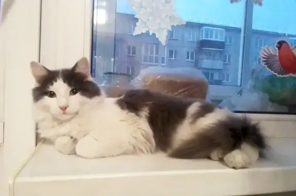 Пропала кошка, б-р Химиков, Ленинск-Кузнецкий