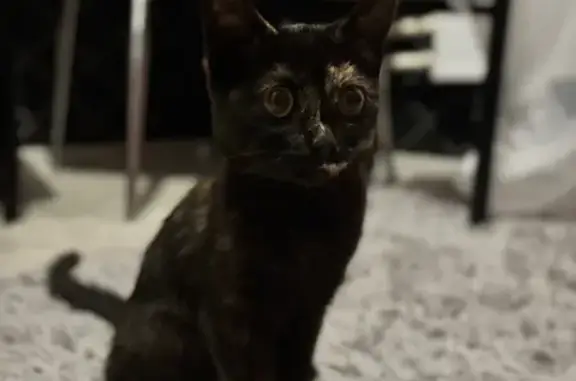 Найдена кошка, Советский, фото: Кошка найдена на Киевской, 16, Советский