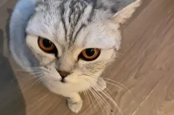 Пропала кошка, Кинель, Самарская обл.