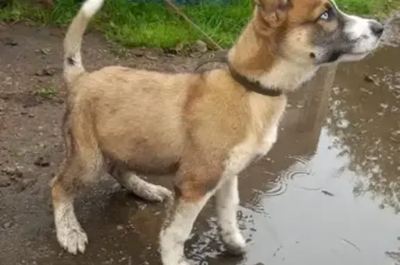 Найдена собака, Ленинградская область, фото: Щенок найден в Лисино-Корпус, Ленобласть