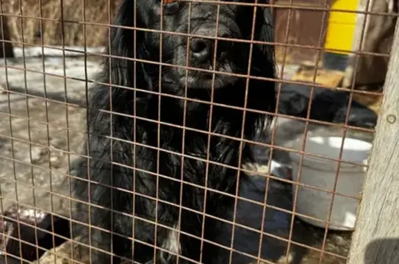 Объявления о пропавших и найденных животных, Борисоглебск, фото: Пропала собака, ул. Мира, Борисоглебск