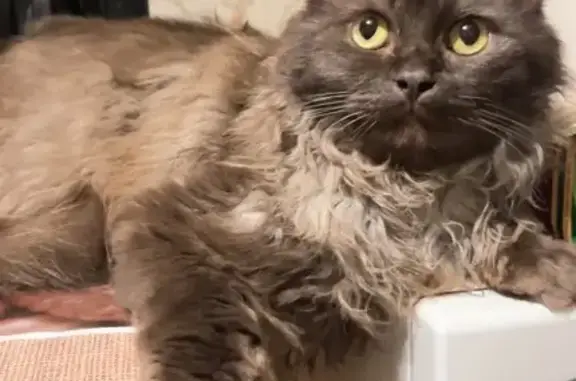 Кошки потеряшки, Звенигород, фото: Потеряшка кошка, Лапино, Ильинское ш.