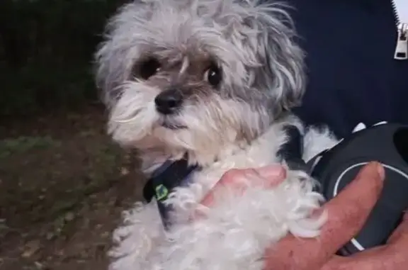 Найдена собака, Москва, фото: Собака найдена: Старокрымская 17, Москва