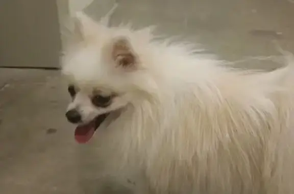 Шпиц найден на ул. Липчанского, Москва