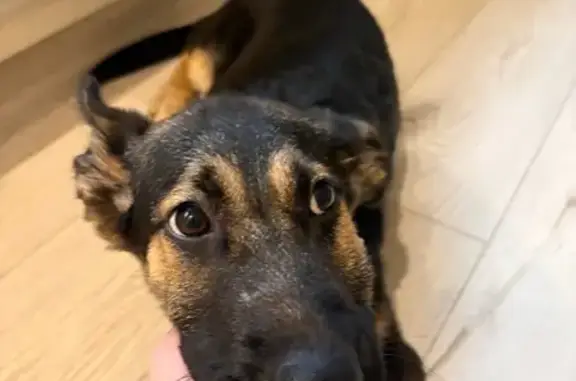 Найдена собака, Мытищи, фото: Собака найдена: Мытищи, 2-я Институтская