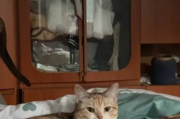 Кошки потеряшки, Кострома, фото: Потеряшка кошка, 2-я Глазковская ул., 17