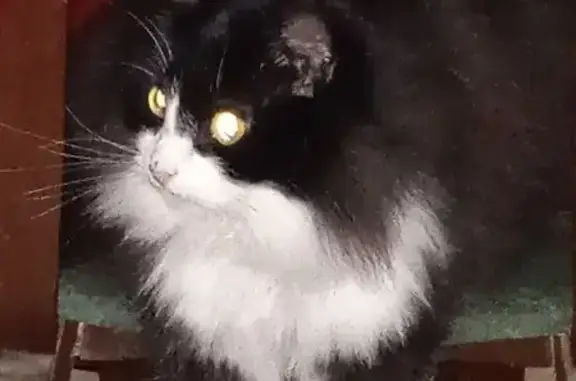 Кошки потеряшки, Костромская область, фото: Потеряшка кошка, Аферово, Костромская обл.