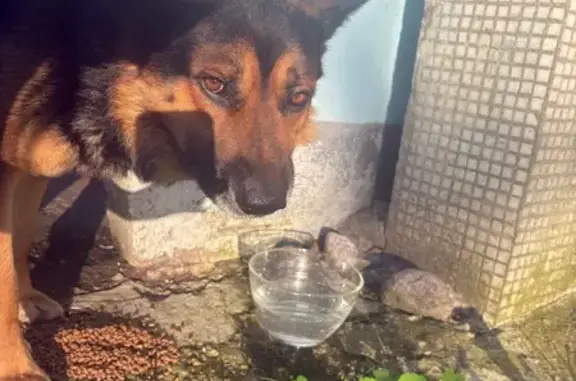 Найдена собака, ул. Фрунзе, 12, Тверь