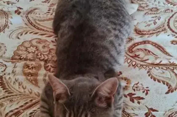 Кошки потеряшки, Курган, фото: Потеряшка котенок, ул. 9 Мая, Курган