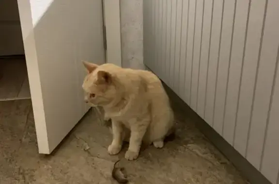 Пропала кошка в д. Кривцово, Тверь