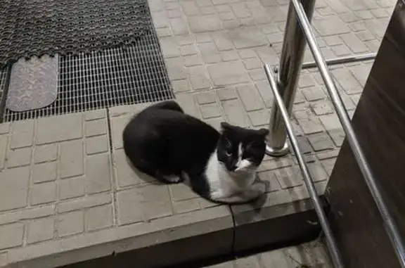 Найдена кошка, ул. 50 лет Октября, 1