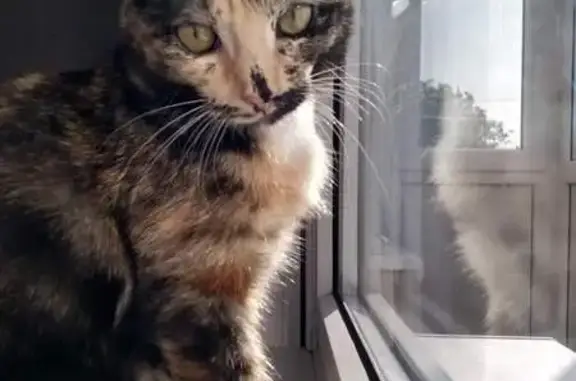 Пропала кошка, Романово, Калининградская обл.