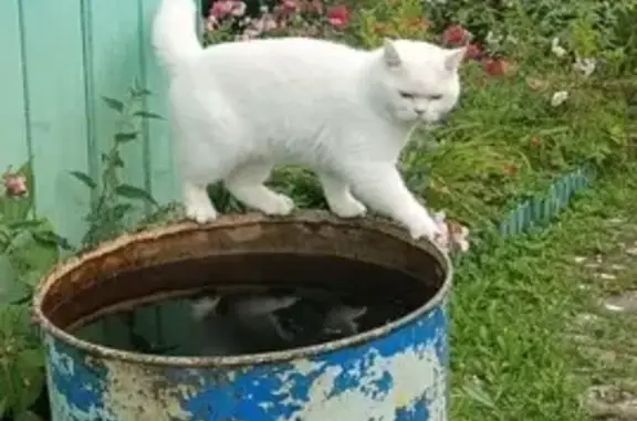 Кошки потеряшки, Мгинское городское поселение, фото: Потеряшка кот Беляш, Приозёрная ул., Келколово