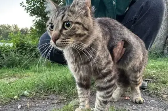 Найдена кошка, Ивановская область, фото: Кошка найдена в парке Степанова, Иваново