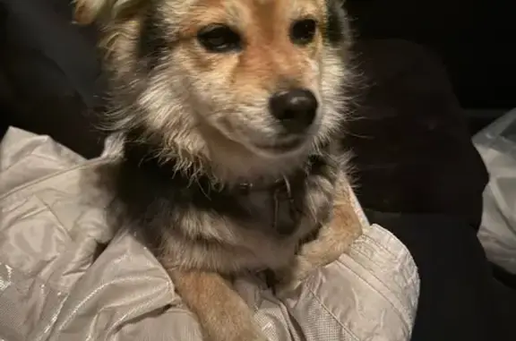 Собака найдена: пр. Калинина, Барнаул