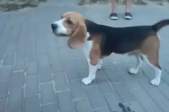 Бигль найден: ул. Маршала Воронова, 16