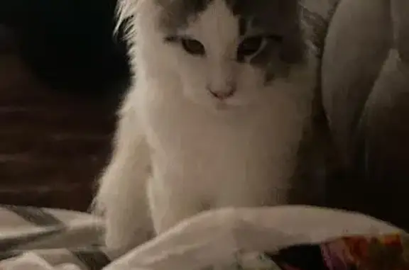 Кошки потеряшки, Уфа, фото: Потеряшка кошка, ул. Менделеева 15/1, Уфа