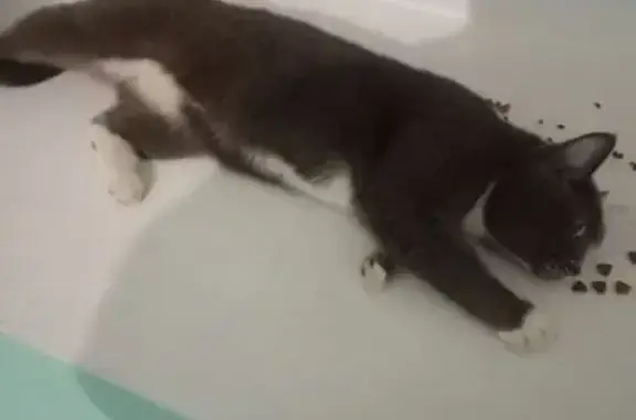 Найдена кошка, , фото: Найдена кошка, ул. Мира, 5А, Нижневартовск