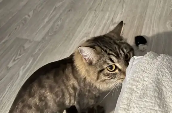 Пропал кот Раф, 8-я линия, Архангельск