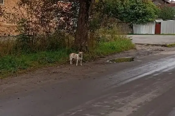 Найденные животные Гатчина, фото: Собака найдена: ул. Рысева, 43, Гатчина