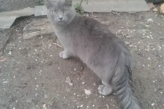 Пропала кошка: Прибрежное, 35К-004;Р-25