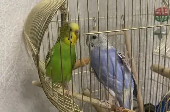 Пропал попугай, ул. Свободы 76, Самара