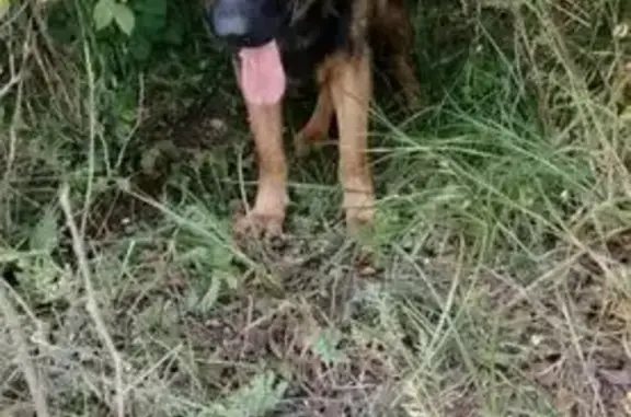 Собаки потеряшки, Московская область, фото: Потеряшка собака, Яхрома, ул. Ковшинская, 36