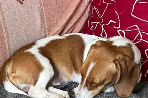 Собаки потеряшки, Вологодская область, фото: Потеряшка такса, Хохлово, Вологодская обл.