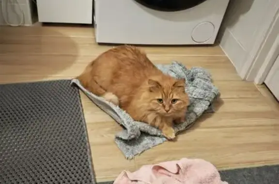 Кошки потеряшки, Санкт-Петербург, фото: Потеряшка кошка, СПб, 2-я Комсомольская, 37