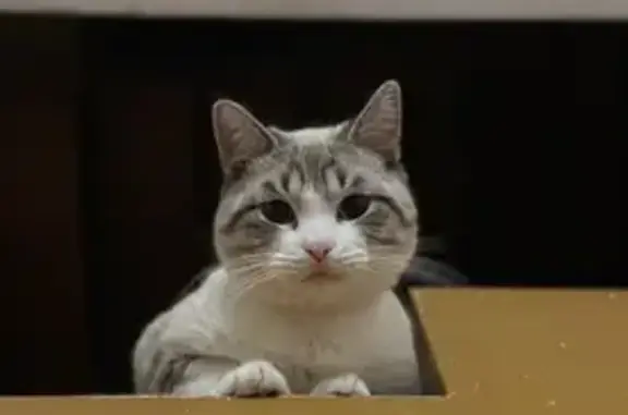 Кошки потеряшки, Махачкала, фото: Потеряшка кошка, ул. Афанди Чиркейского, 2