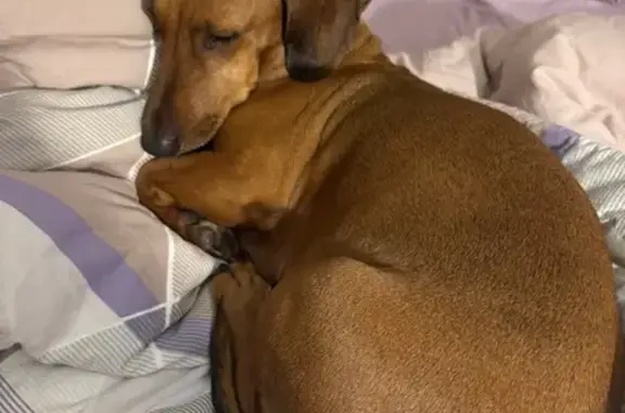 Пропала собака, ул. Д. Бедного, 54, Муром