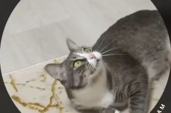 Объявления о пропавших и найденных животных, Тарко-Сале, фото: Пропала кошка, ул. Пантелеевой, Тарко-Сале