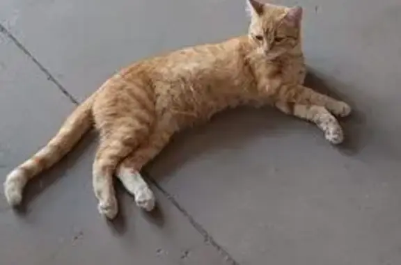 Кошки потеряшки, Ольгинское, фото: Потеряшка кошка, Дорожная ул., Ольгинское