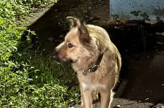 Найдена собака, Благовещенск, фото: Собака найдена: ул. Ленина, 97, Благовещенск