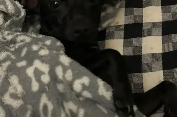 Собака найдена: Октябрьский пр-т, 121 к2