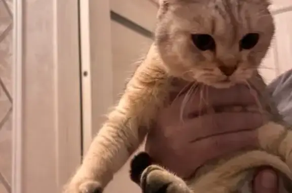 Кошка найдена, Шелонская ул., 1, Вел. Новгород