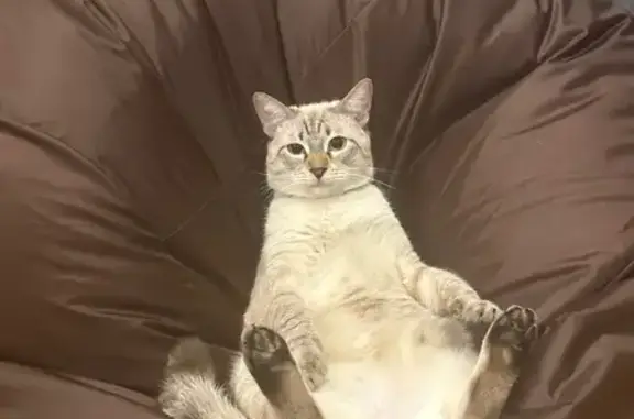 Пропала кошка, ул. Богданова 13, Ивантеевка