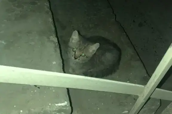 Найдена кошка, Ульяновск, фото: Кошка найдена: ул. Шевцовой, 59Б, Ульяновск