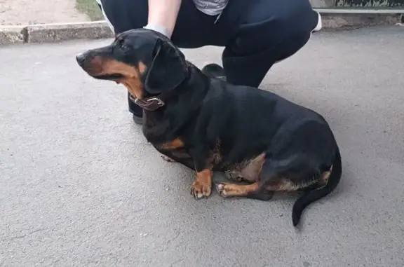 Найдена собака, Оренбург, фото: Такса найдена: Квартальный пер., Оренбург