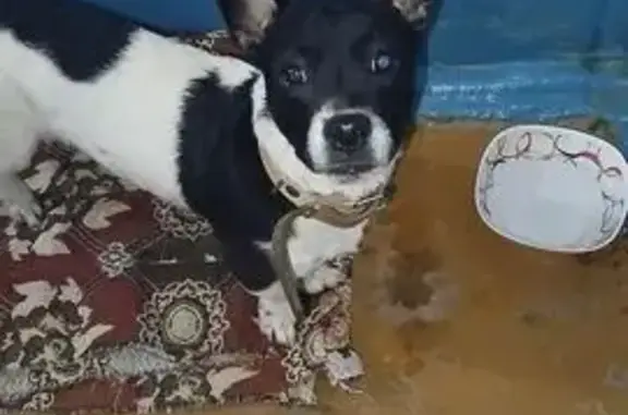 Найдена собака, Профсоюзная 20, Томск