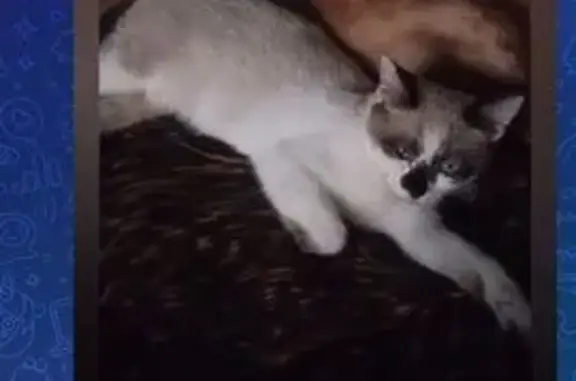 Пропала кошка Фиона, Болохово, Тула