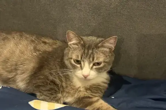 Пропала кошка, пр. Ленина 56, Томск