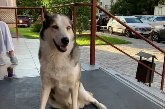 Хаски найдена у подъезда Михеева 29, Тула