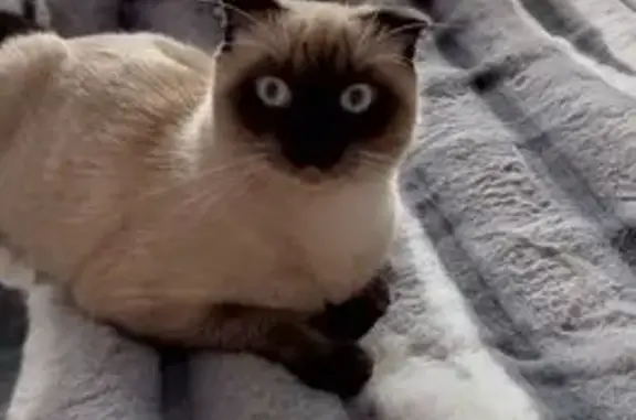 Пропала кошка, ул. Генерала Петренко 10