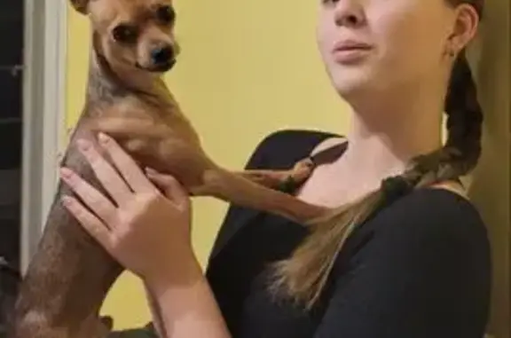 Собаки потеряшки, Калининград, фото: Потеряшка собака, Пролетарская 61А, Калининград