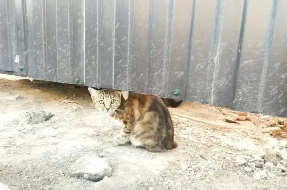 Найдена кошка, Ростов-на-Дону, фото: Кошка в беде: помощь на Днепровском, 10