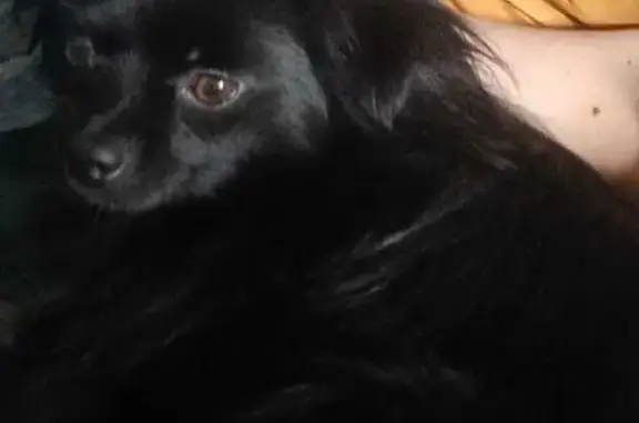 Собаки потеряшки, Санкт-Петербург, фото: Потеряшка собака у ул. Маршала Захарова, СПб