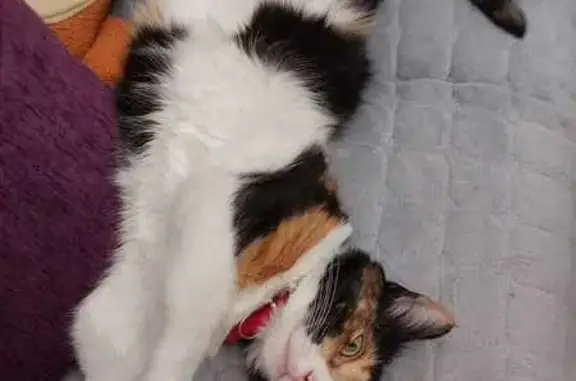 Кошки потеряшки, Воронежская область, фото: Потеряшка кошка, Отрадное, Воронежская обл.