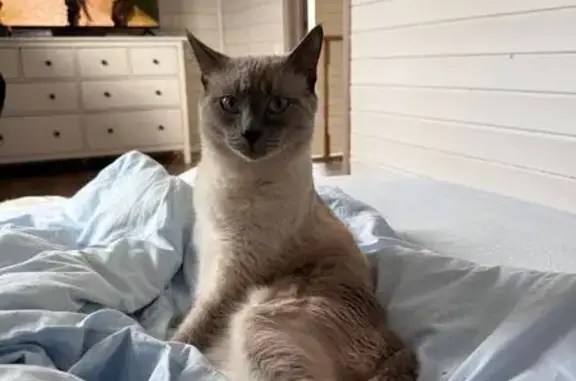 Кошки потеряшки, Московская область, фото: Потеряшка кошка, Скурыгино, МО