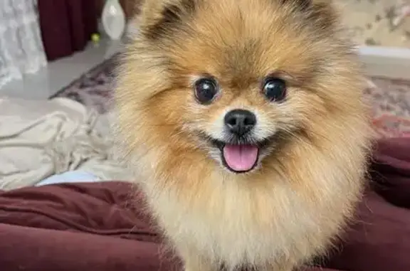 Собаки потеряшки, Выкса, фото: Потеряшка собака на Лесозаводской, 25, Выкса